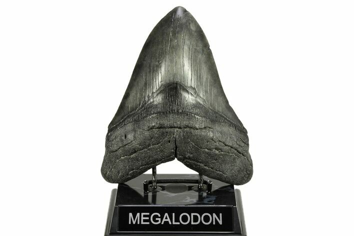 Fossil Megalodon Tooth - Massive River Meg #259699